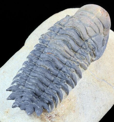 Crotalocephalina Trilobite - Foum Zguid, Morocco #49918